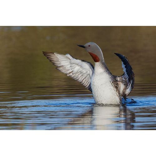 Red-throated Loon Drying Wings